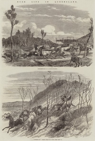 Vie de Brousse dans le Queensland - Harrison William Weir