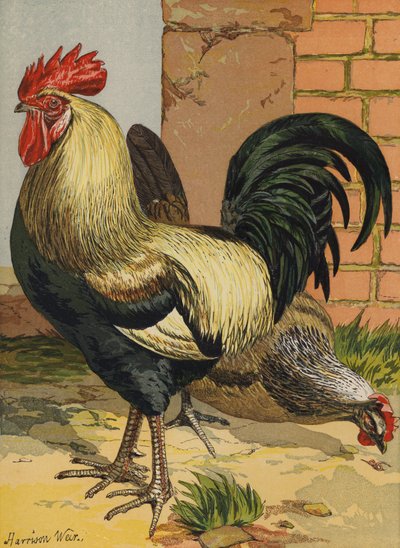 Dorkings colorés - Harrison William Weir
