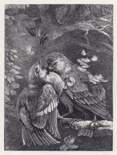 Combat entre un Pinson et un Moineau (gravure) - Harrison William Weir