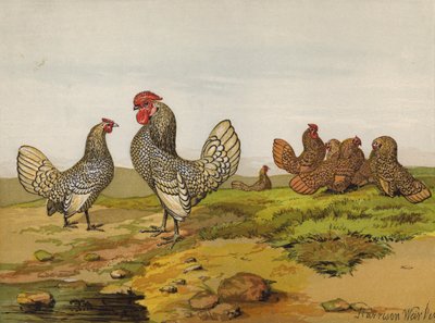 Bantams dorés et argentés - Harrison William Weir