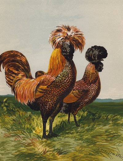 Polonais doré tacheté - Harrison William Weir