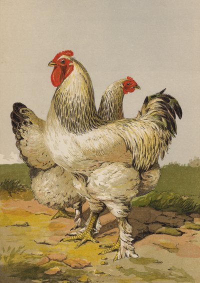 Brahmas Clairs - Harrison William Weir