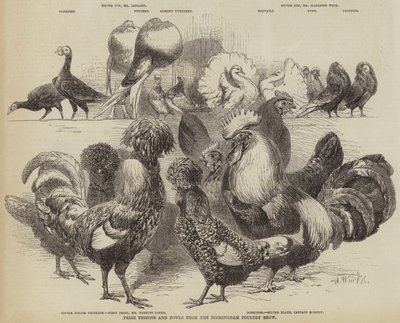 Pigeons et volailles primés du Salon de la volaille de Birmingham - Harrison William Weir