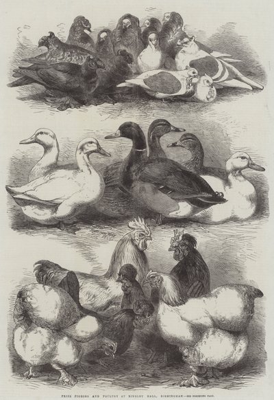 Pigeons et volailles primés à Bingley Hall, Birmingham - Harrison William Weir