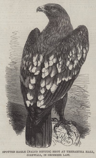 Aigle tacheté (Falco Nevius) abattu à Trebartha Hall, Cornouailles, en décembre dernier - Harrison William Weir