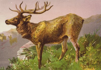 Cerf effrayé - Harrison William Weir