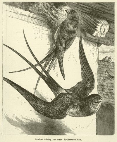 Hirondelles construisant leurs nids - Harrison William Weir