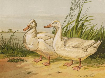 Canards Aylesbury Blancs - Harrison William Weir