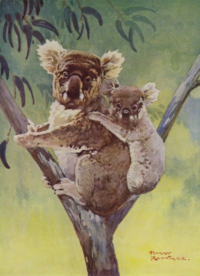 Koala et son petit dans un eucalyptus, Australie - Harry Rountree