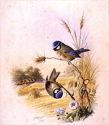 Mésanges bleues sur un épi de maïs - Harry Bright