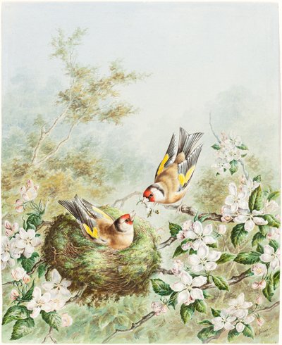 Chardonnerets et leur nid dans un pommier - Harry Bright