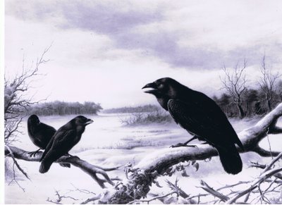 Corbeaux en hiver - Harry Bright