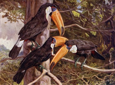 Un groupe de Toucans Toco - Harry Hamilton Johnston