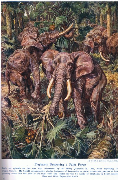 Éléphants détruisant une forêt de palmiers, illustration de 