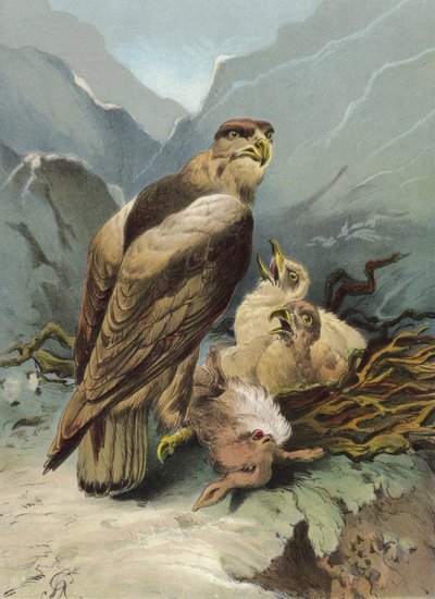 Aigle et ses petits - Hector Giacomelli