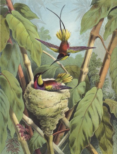 Colibri - Hector Giacomelli