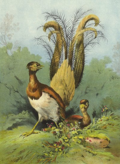 Oiseau-Lyre - Hector Giacomelli