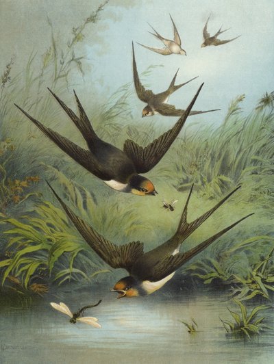 Hirondelle - Hector Giacomelli