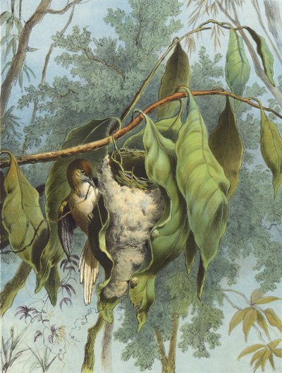 Oiseau Tailleur - Hector Giacomelli