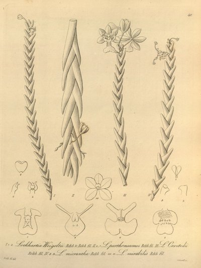 Lockhartia - Xenia vol 1 (1858) fig 40 - Heinrich Gustav Reichenbach