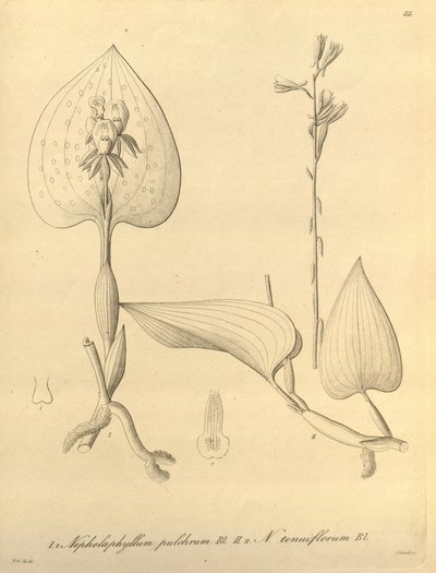 Ce fichier provient de la Bibliothèque du patrimoine de la biodiversité, et est disponible en ligne sur biodiversitylibrary.org/page/696488 - Heinrich Gustav Reichenbach