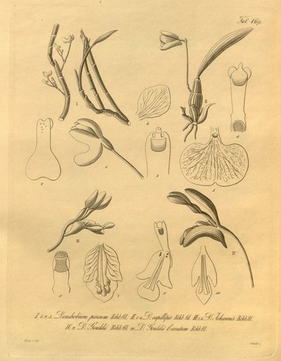 Ce fichier provient de la Bibliothèque du patrimoine de la biodiversité et est disponible en ligne sur biodiversitylibrary.org/page/698365 - Heinrich Gustav Reichenbach