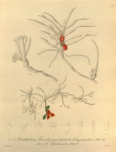 Ce fichier provient de la Bibliothèque de la biodiversité et est disponible en ligne sur biodiversitylibrary.org/page/696484 - Heinrich Gustav Reichenbach