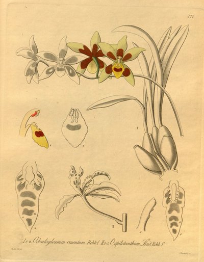 Ce fichier provient de la Bibliothèque de la biodiversité et est disponible en ligne sur biodiversitylibrary.org/page/698370 - Heinrich Gustav Reichenbach