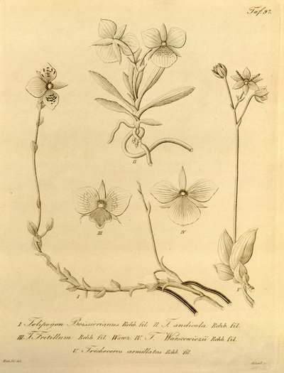 Ce fichier provient de la Bibliothèque du patrimoine de la biodiversité, et est disponible en ligne sur biodiversitylibrary.org/page/696497 - Heinrich Gustav Reichenbach