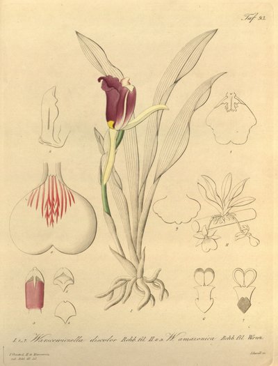 Domaine public - Heinrich Gustav Reichenbach