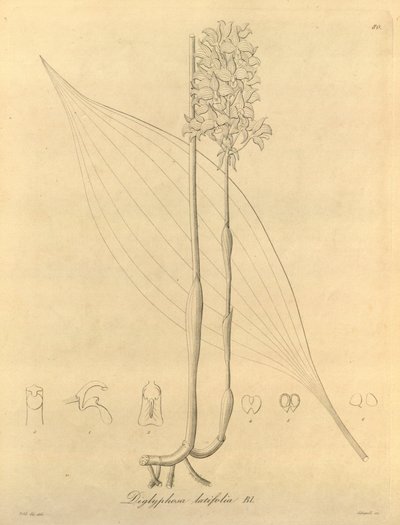 Ce fichier provient de la Bibliothèque de la biodiversité - Heinrich Gustav Reichenbach