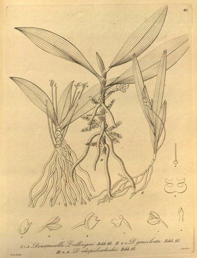 Ce fichier provient de la Bibliothèque du patrimoine de la biodiversité, et est disponible en ligne sur biodiversitylibrary.org/page/696486 - Heinrich Gustav Reichenbach