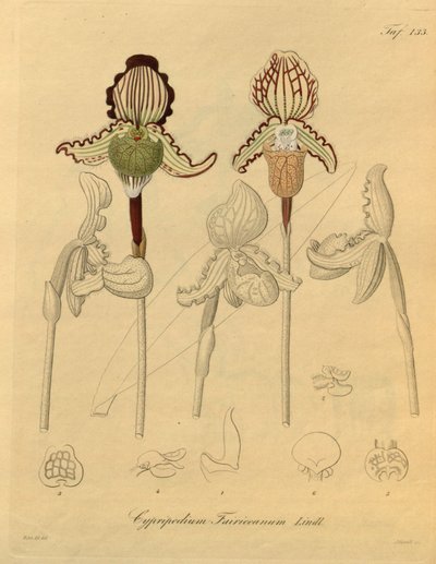 Ce fichier provient de la Bibliothèque de la biodiversité et est disponible en ligne sur biodiversitylibrary.org/page/698329 - Heinrich Gustav Reichenbach