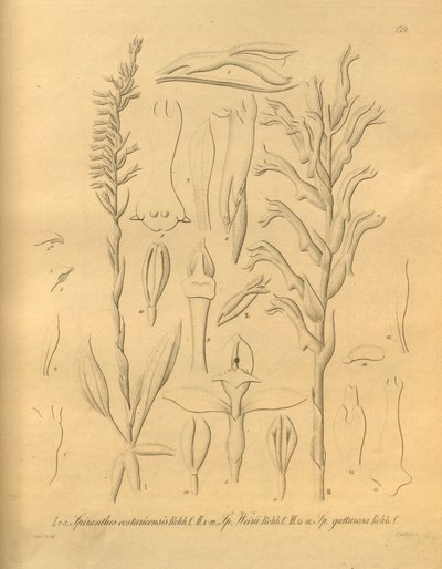 Ce fichier provient de la Bibliothèque du patrimoine de la biodiversité, et est disponible en ligne sur biodiversitylibrary.org/page/698375 - Heinrich Gustav Reichenbach