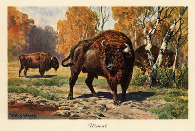 Bison européen ou zubr dans une clairière forestière - Heinrich Harder