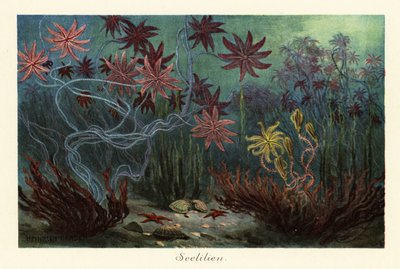Lys de mer ou crinoïdes éteints, Crinoidea, sur le fond marin, 1908 - Heinrich Harder