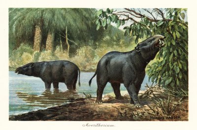 Moeritherium, genre éteint de proboscidiens de l
