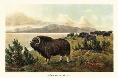 Bœuf musqué, Ovibos moschatus, 1908 (impression) - Heinrich Harder