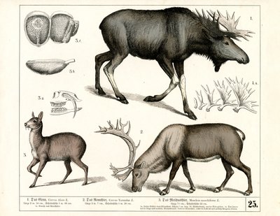 Espèces de cervidés nordiques et cerfs musqués - Heinrich Leutemann