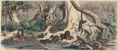 Rive en Guyane (gravure en couleur) - Heinrich Leutemann