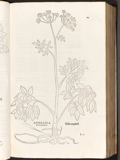 Angélique sauvage, illustration de De historia stirpium commentarii insignes par Leonhart Fuchs, 1542 - Heinrich and Meyer, Albert Fullmaurer