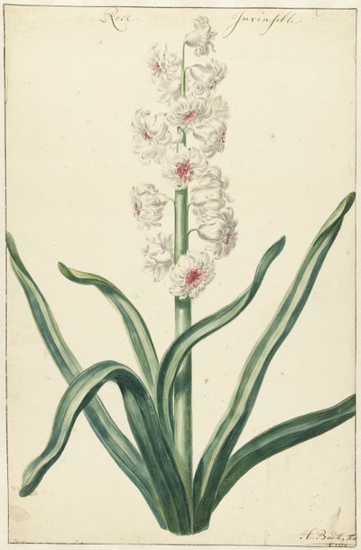 Jacinthe blanche - Hendrik Budde