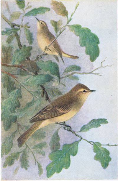 Pouillot Fitis, Cartes Postales, Années 1930 - Hendrik Gronvold