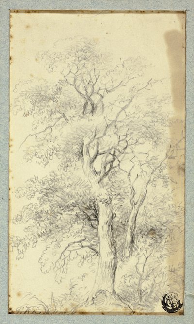 Arbre - Hendrik Pieter Koekkoek