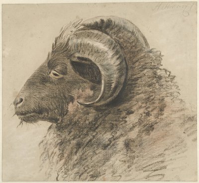 Kop van een ram, naar links, van opzij gezien - Hendrik Stokvisch
