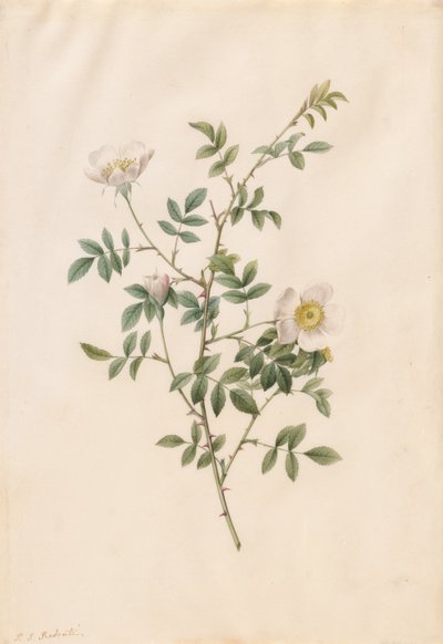 Églantier ou Rosier des chiens Rosa Sepium Rosea, 1817-1824 - Pierre Joseph Redouté