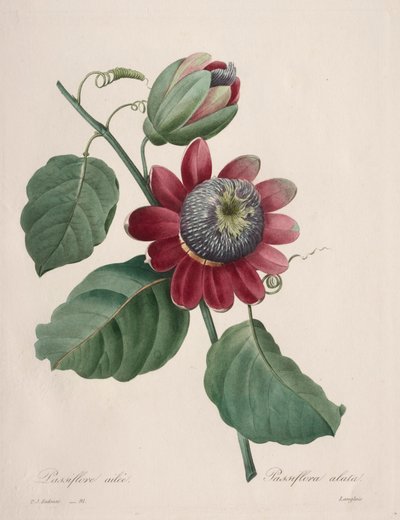 Choix des plus belles fleurs...plus beaux fruits: Passiflore ailée, 1827 - Pierre Joseph Redouté