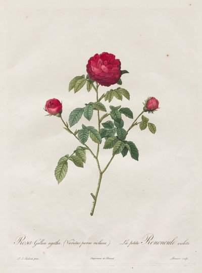 Rose de Provence ou rose française, 1817-1824 - Pierre Joseph Redouté