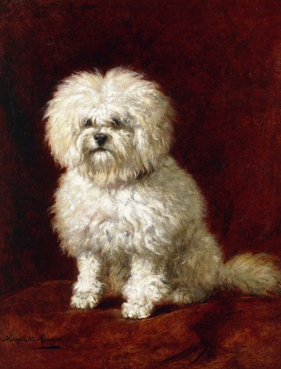 Un caniche - Henriëtte Ronner Knip