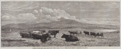Bétail sur le sable, près de Port Madoc, nord du Pays de Galles - Henry Brittan Willis